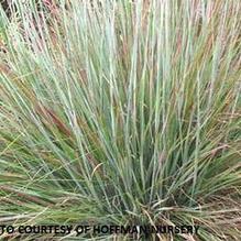 Schizachyrium scoparium 'Standing Ovation'