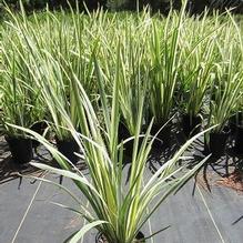 Iris ensata 'Variegata'