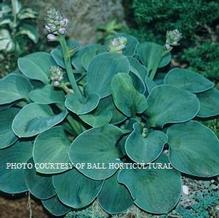 Hosta 'Blue Mouse Ears' Hosta 'Blue Mouse Ears'