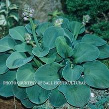 Hosta 'Blue Mouse Ears'