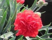 Dianthus 'Early Bird™ Chili' Dianthus 'Early Bird™ Chili'