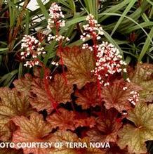Heuchera 'Rio' Heuchera 'Rio'