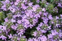 Thymus 'Magic Carpet' Thymus 'Magic Carpet'