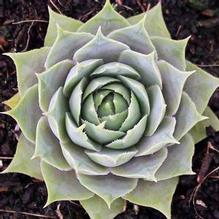 Sempervivum 'Silverine'