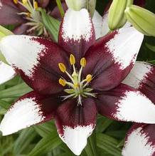 Lillium 'Tiny Padhye' Lillium 'Tiny Padhye'