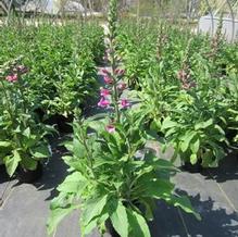 Digitalis 'Dalmatian Purple' Digitalis 'Dalmatian Purple'