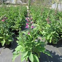 Digitalis 'Dalmatian Purple'