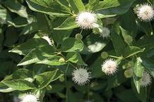 Cephalanthus Sugar Shack® Cephalanthus Sugar Shack®