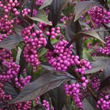 Callicarpa Pearl Glam®