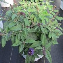 Buddleia Pugster Blue® Buddleia Pugster Blue®