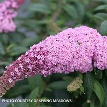 Buddleia Pugster Pinker® Buddleia Pugster Pinker®