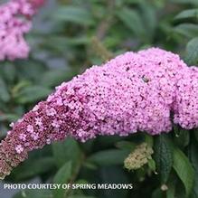 Buddleia Pugster Pinker®