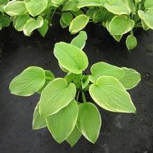 Hosta 'Fragrant Bouquet' Hosta 'Fragrant Bouquet'