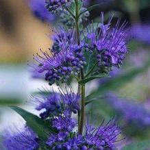 Caryopteris x. clandonensis 'Dark Knight' Caryopteris x. clandonensis 'Dark Knight'