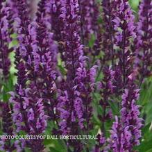 Salvia 'Bumbleberry' Salvia 'Bumbleberry'