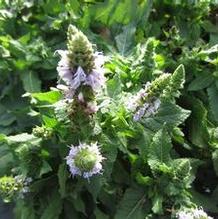 Salvia 'Bumblesky'