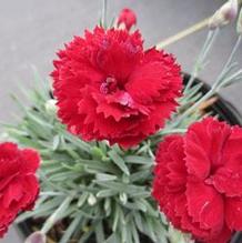 Dianthus 'Electric Red' Dianthus 'Electric Red'