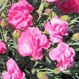 Dianthus 'Double Bubble' Dianthus 'Double Bubble'