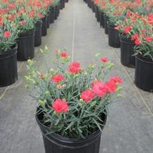 Dianthus 'Rosebud' Dianthus 'Rosebud'