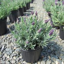 Lavandula 'Anouk Supreme' Lavandula 'Anouk Supreme'