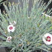 Dianthus 'Stargazer'