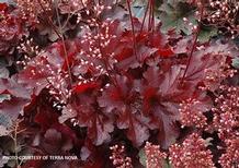 Heuchera 'Forever Red'