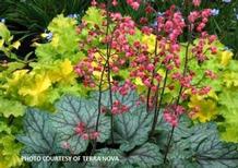Heuchera 'Peppermint Spice' Heuchera 'Peppermint Spice'