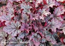 Heuchera 'Spellbound' Heuchera 'Spellbound'