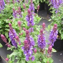 Salvia 'Blue Marvel' Salvia 'Blue Marvel'