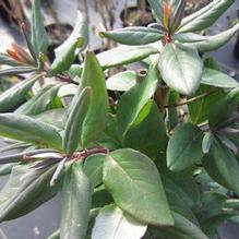 Lonicera s. 'Magnifica' Lonicera s. 'Magnifica'