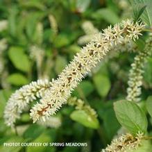 Itea Scentlandia® Itea Scentlandia®