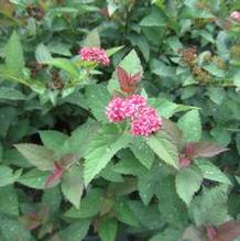 Spiraea Double Play® Doozie®