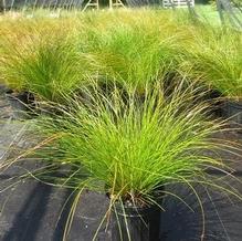 Carex 'Prairie Fire'