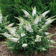 Buddleia Pugster White®