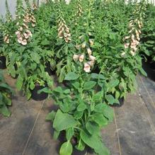 Digitalis 'Dalmatian Peach'