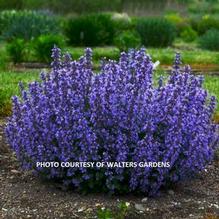 Nepeta 'Cat's Pajamas' PW' Nepeta 'Cat's Pajamas' PW'
