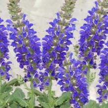Salvia 'April Night' Salvia 'April Night'