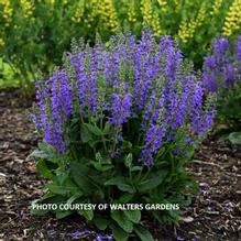 Salvia 'Midnight Model' Salvia 'Midnight Model'