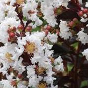 Lagerstroemia Lunar Magic® Lagerstroemia Lunar Magic®