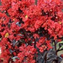 Lagerstroemia First Editions® Sunset Magic™