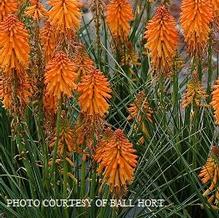 Kniphofia Poco™ Orange