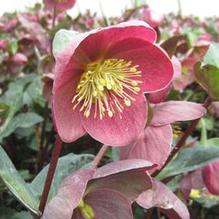 Helleborus Frostkiss® Pippa's Purple Helleborus Frostkiss® Pippa's Purple