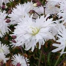 Lychnis 'Petit Henri' Lychnis 'Petit Henri'