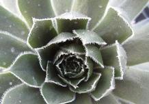 Sempervivum 'Commander Hay' Sempervivum 'Commander Hay'