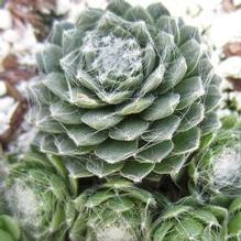 Sempervivum 'Cobweb Buttons' Sempervivum 'Cobweb Buttons'