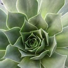 Sempervivum 'Ruby Heart'