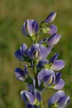 Baptisia x 'Starlite Prairieblues™' Baptisia x 'Starlite Prairieblues™'