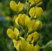 Baptisia x 'Solar Flare Prairieblues™' Baptisia x 'Solar Flare Prairieblues™'