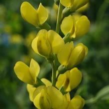 Baptisia x 'Solar Flare Prairieblues™'