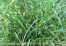 Miscanthus 'Bandwidth' Miscanthus 'Bandwidth'